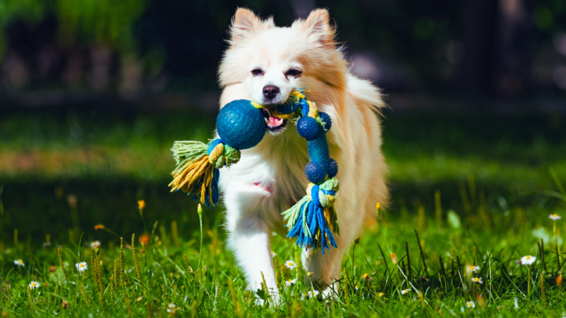 Dog Park Long Island